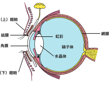 目の構造